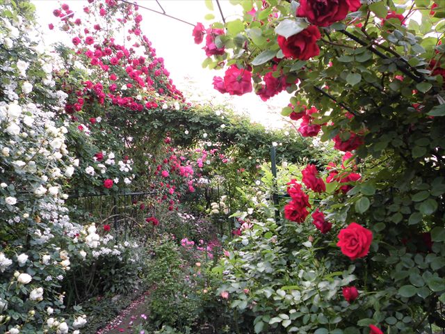 つるバラ 半日陰植物の庭 深谷オープンガーデン花仲間 旧サイト