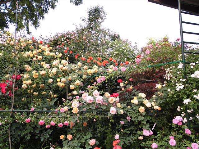 つるバラ 半日陰植物の庭 深谷オープンガーデン花仲間 旧サイト